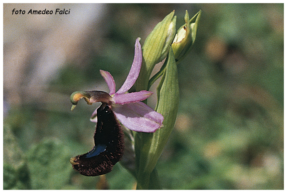 Ophrys bertolonii